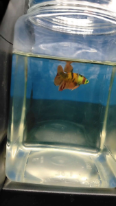 (Same as photo) Neon koi size M Betta Fish Ikan Laga Show Gred
