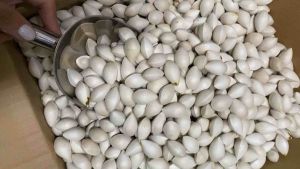 Bạch Quả Tươi Loại 1 không tẩy nguyên vỏ hạt nặng Gói 500g
