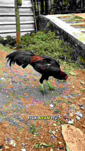 KHEMIN KEMIN KAKI GAMBIR EXTRA KERAS Super perawatan sisik kaki k