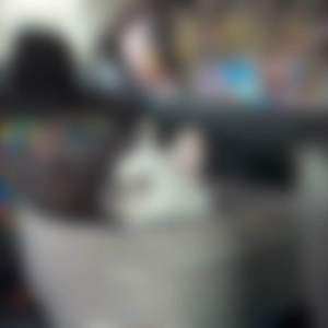 50*50cm สัตว์เลี้ยงในรถเบาะหน้า คลิกที่นี่