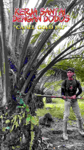 DODOS CAMEL SIAP PAKAI TANPA ASAH