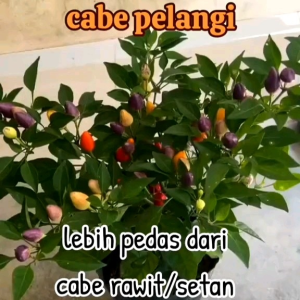 (KEMASAN PREMIUM) BIJI/BENIH CABE HIAS BOLIVIAN RAINBOW ( isi -+100 butir)