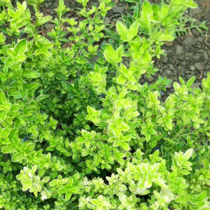 Tanaman Mirten Varigata: Bahan Bonsai & Dekorasi