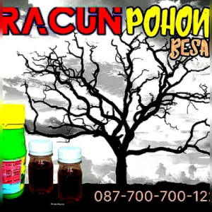 Racun Pohon Besar basmi pohon kayu sebesar apapun