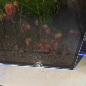 10 Pcs assorted size Local Breed Ramshorn red cherry snail.