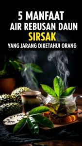 Daun Sirsak Segar Alami Langsung dipetik dari Pohonnya