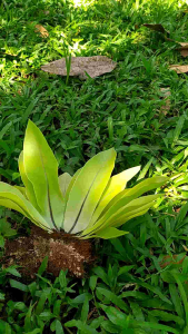 tanaman hias kadaka mini/kadaka tempel