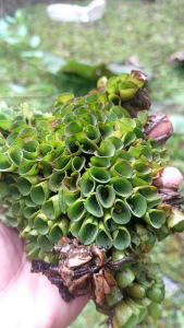 จอกหูหนูสด 2 กิโลกรัม จอกน้ำ พืชน้ำธรรมชาติ เกรดฟาร์มอินทรีย์ อาหารปลา กุ้ง หอย เป็ด ไก่ โปรตีนสูง ลดต้นทุนอาหารสัตว์ ใช้เป็นปุ๋ยพืชสด ปุ๋ยเขียว เพิ่มไนโตรเจนในดิน ฟื้นฟูหน้าดิน เพาะเลี้ยงง่าย โตไว สดใหม่ ส่งตรงจากฟาร์มคุณภาพดี ราคาถูก ส่งฟรีทั่วไทย