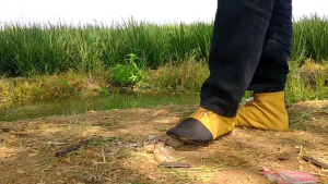 Pain Shoes Sepatu Sawah Premium