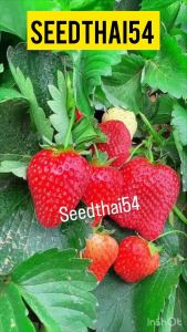 เมล็ดสตอเบอรี่แดง ลูกใหญ่ รสหวาน - 100-150เมล็ด - ฟรีคู่มือปลูก