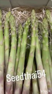 เมล็ดหน่อไม้ฝรั่งแมรี่วอชิง ต้นใหญ่ อวบ ปลูกง่าย บรรจุ 200-300เมล็ด