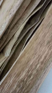 Pelepah Pisang Kering Bahan Kerajinan Prakarya Ukuran 1 Meter