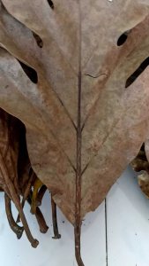 Daun Sukun Kering 500 Gram: Obat Herbal Alami