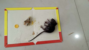 Lem Perangkap Tikus Cap Kucing Mouse Glue Trap