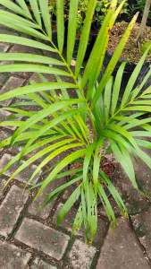 Golden Areca Palm / 金黄散尾葵 / Palem Kuning / सुनहरा पाम – Air Purifying Easy Care Indoor Friendly Tropical Green Healt