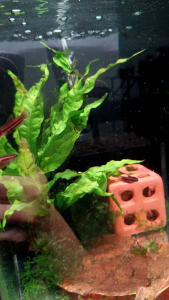 Betta Tussyae (Pairs) (Junior Size)