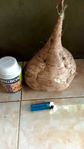 Pupuk Perangsang dan Pembesar Buah Pencegah Rontok