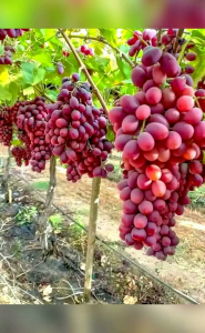 Bibit Anggur Merah, Hijau, Hitam: Super Bisa di Tanam Dalam Pot