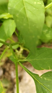 DOLOMITE premium+ 2 kg