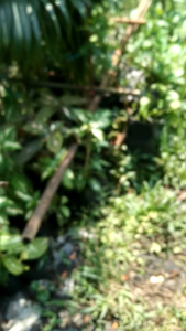 ต้นคุณนายตื่นสาย/แพรเซี่ยงไฮ้ เด็ดยอดสด คละสี คละสายพันธุ์(1ชุด 20 ยอด)