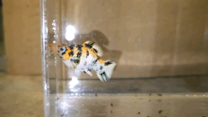 Red Head Balloon Molly Fish(Female) 红头短身气球茉莉鱼(母)❗️(Not random fish)❗️Fish same as order❗️31