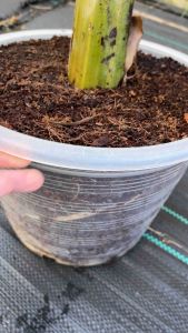 ขุยมะพร้าวล้างสารแทนนิน เกรดพรีเมียม เพาะปลูกแทนดิน ลดความเค็ม pH ผ่านการฆ่าเชื้อแล้ว ประหยัดเวลาสามารถใช้ปลูกได้เลย