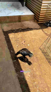 obat ayam turun urat STRONG LEGS obat herbal untuk mengobati turun urat kaki bengkak Kaki pincang Tedun rambat