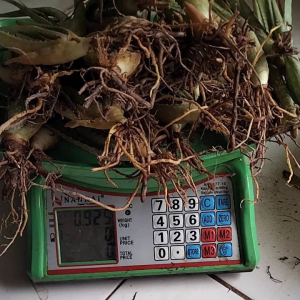 Anakan Lidah Buaya Jumbo 2-3 Bulan | Jenis Pontianak cocok untuk di konsumsi dan masker wajah