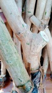 ชะอมไร้หนาม 2 ชุด สำหรับชุดใหญ่ ต้นอวบสวย รากเยอะ ปลูกง่าย แตกยอดเร็ว ชุดของแท้