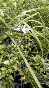 Bibit Pohon Kumis Kucing Tanaman Herbal Atau Hias Siap Tanam