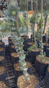 ต้นยูคาลิปตัส เบบี้บลู ยูคาลิปตัสสีน้ำเงิน ถิ่นกำเนิดจากออสเตรเลีย แดดจัดดิจิทัล 24 ชั่วโมง, เพื่อถูกซื้อขาย