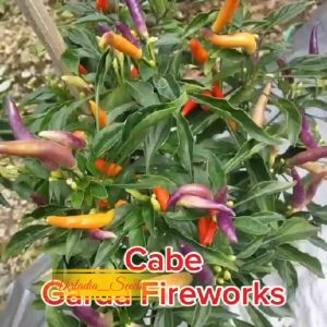 [Virladia Seeds] Biji Benih tanaman Cabe Garda Fireworks