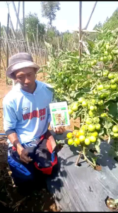 Bibit Benih Tomat Super Unggul Mila F1 Naka Seed Murah