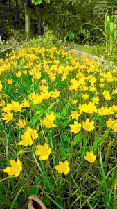 บัวดิน Z. Citrina ชุด 5 หัว