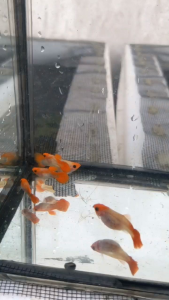Full Strain Koi Short Body Glass Belly SB Guppies/Guppy By Homiesz Farm