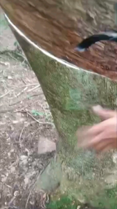 AQ GREEN 500gr - Pupuk Organik Hayati Majemuk - Pembenah Tanah Pemicu Pertumbuhan Pelebat Buah Dan Membuat Getah Karet Lebih Banyak Dan Mengalir Deras