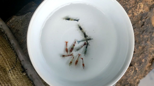 RILI SHRIMP - PAKET UDANG HIAS AQUARIUM AQUASCAPE - UDANG HIAS AIR TAWAR - PEMBERSIH AQUARIUM AQUASCAPE - HIASAN AQUARIUM AQUASCAPE