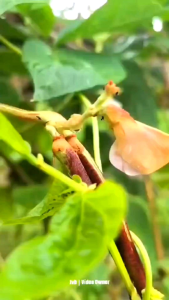 KANEKO SEEDS SCARLET MAX RED POLE SITAO SITAW STRING BEANS EGGPLANT TALONG High Quality  Vegetable Gulay ng Pinoy Seeds/Hydroponics GreenLeafy Shop