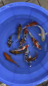 🇯🇵 Japan Bloodline Koi 6–7” High Grade Local Bred 12pcs Combo | 1688