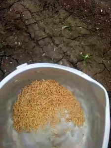 BENIH PADI INPARI 42 AGRITAN GSR 10KG