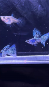 GUPPY METAL SNAKESKIN BLUE GRASS SUPERSHORTBODY TRIO