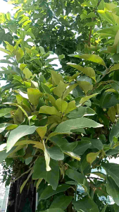 LEMON LEAVES (10pcs) Herbal Tea: A Natural & Healthy Choice