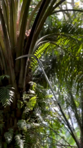 Super king IMJ Egrek sawit original JAPAN terlaris