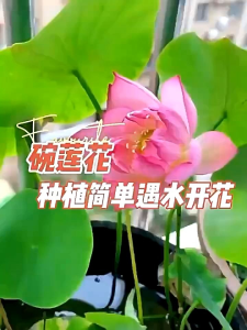 🪷2 Biji Benih🪷Real Mix Colour Bowl Little Mini Lotus Teratai Mangkuk 混微型中型中大型碗莲盲盒小荷花种子