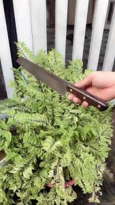 Dao thái Đức chính hãng zwilling 34cm lưỡi dài 22cm rất sắc bén không ri