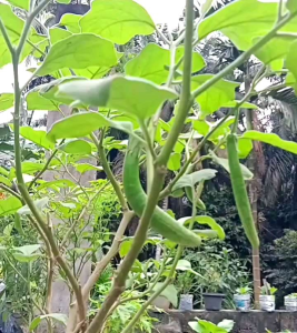 BIJI | BENIH TANAMAN TERONG TUNJUK/TELUNJUK F1