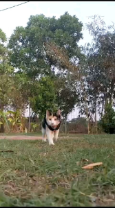 PET COLLAR BELL - KALUNG KUCING MOTIF KAKI