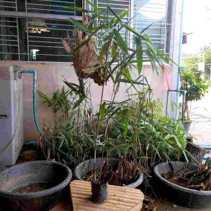 ไผ่เฮี๊ยะ จัด ชุด 3 ถุง 179 บ.