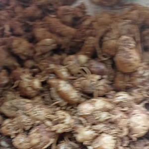 MURAH KENCUR CIAMIS PANEN DADAKAN 1 KG