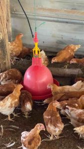 น้ำไก่อัตโนมัติทรงสูง 3 เมตร กระปุก ที่ให้น้ำไก่อัตโนมัติทรงสูง Automatic Drinker